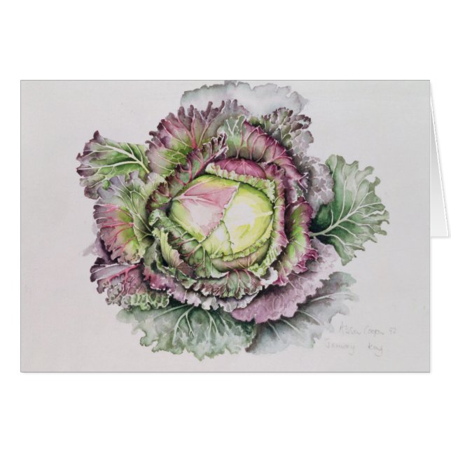 January King Cabbage (Front Horizontal)