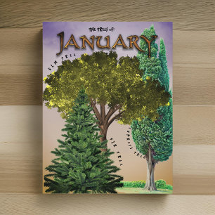 January Month Trees Elm Fir Cypress Postcard