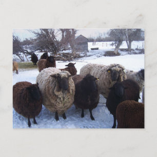 January Sheep in Snow Postcard