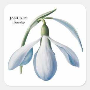January Snowdrop Bloom - Personalized Gift Square Sticker