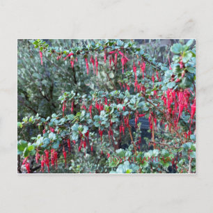 JANVIER JOYEUX ! CARTE POSTALE