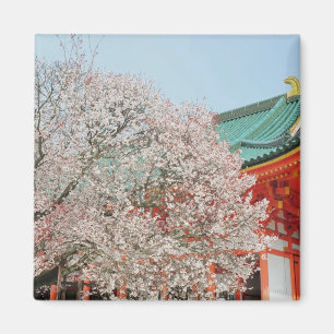 Japan, Kyoto. Cherry blossom of Shinto Magnet