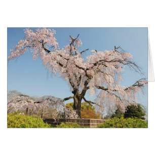Japan, Kyoto. Weeping cherry tree under blue sky
