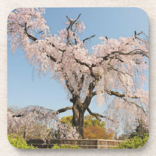 Japan, Kyoto. Weeping cherry tree under blue sky Coaster