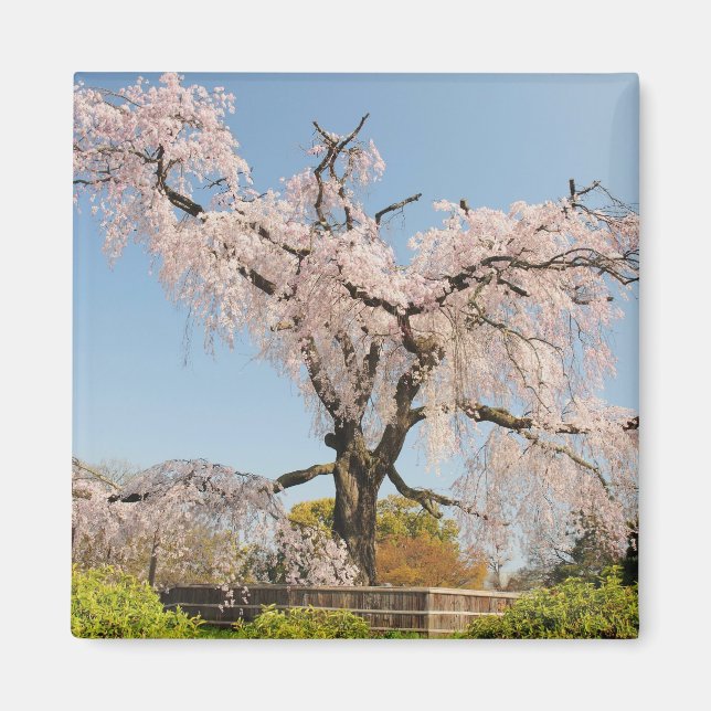 Japan, Kyoto. Weeping cherry tree under blue sky Magnet (Front)