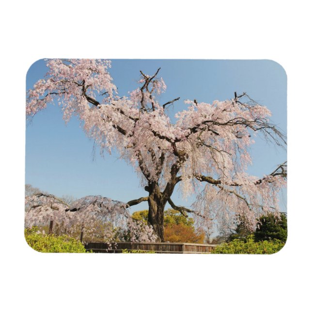 Japan, Kyoto. Weeping cherry tree under blue sky Magnet (Horizontal)