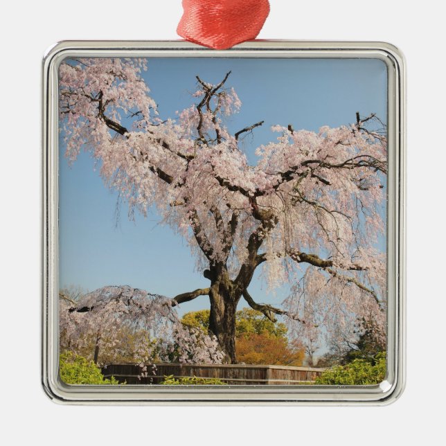 Japan, Kyoto. Weeping cherry tree under blue sky Metal Ornament (Front)