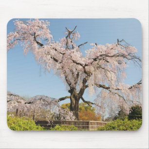 Japan, Kyoto. Weeping cherry tree under blue sky Mouse Pad