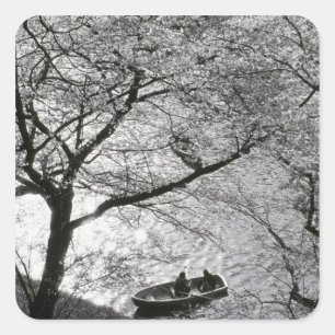 Japan, Tokyo. Cherry blossoms in the Imperial Square Sticker