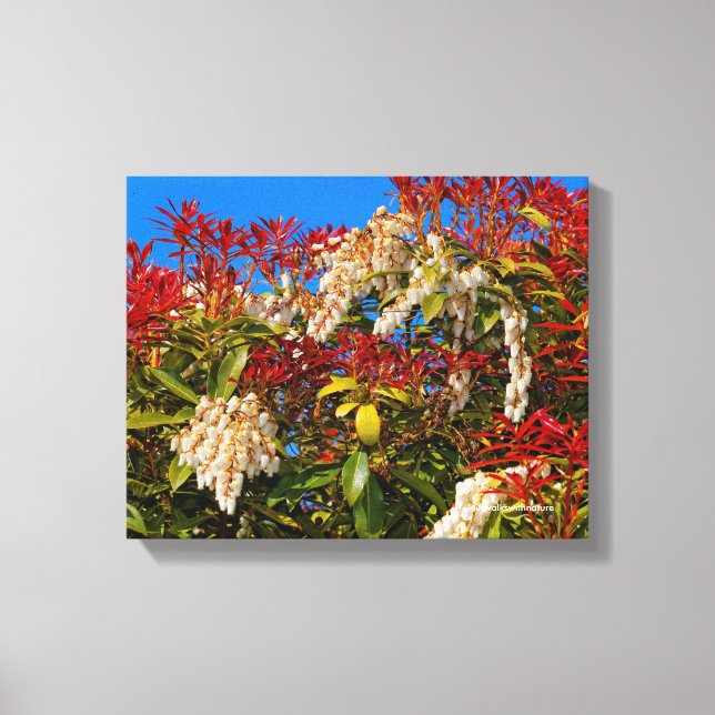 Japanese Andromeda Bonfire Canvas Print (Front)