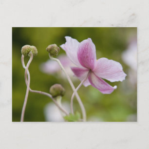 Japanese Anemone   Herbstanemone Postcard