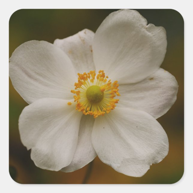 Japanese Anemone Sticker (Front)