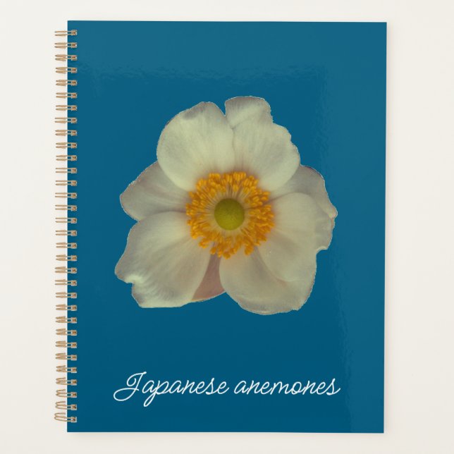Japanese anemones flower (Devant)