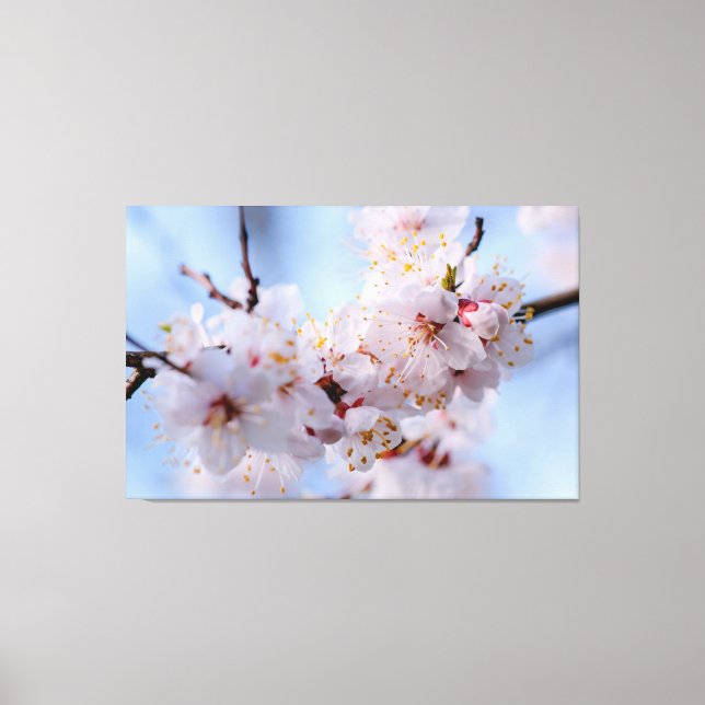 Japanese Apricot Blossom Canvas Print (Front)