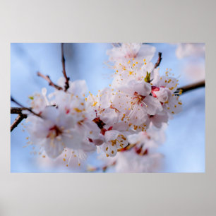 Japanese Apricot Blossom Poster