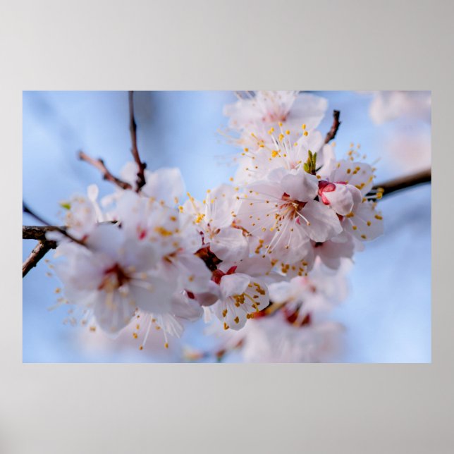 Japanese Apricot Blossom Poster (Front)
