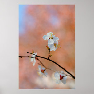 Japanese Apricot Blossoms Poster