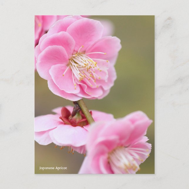 Japanese Apricot [Postcard] Postcard (Front)
