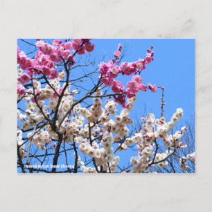 Japanese Apricot (Ume: Genpei blooming) [Postcard] Postcard