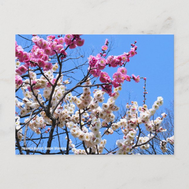 Japanese Apricot (Ume: Genpei blooming) [Postcard] Postcard (Front)