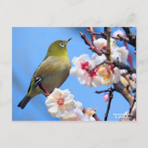 Japanese Apricot & White-eye [Postcard] Postcard