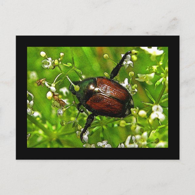Japanese Beetle Insect Postcard (Front)