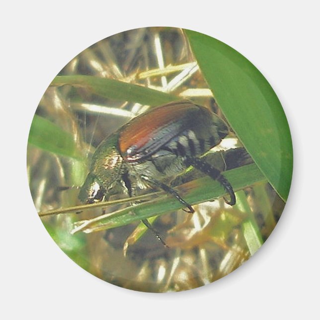 Japanese Beetle Magnet (Front)