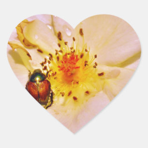 Japanese Beetle on White  Rose Heart Sticker