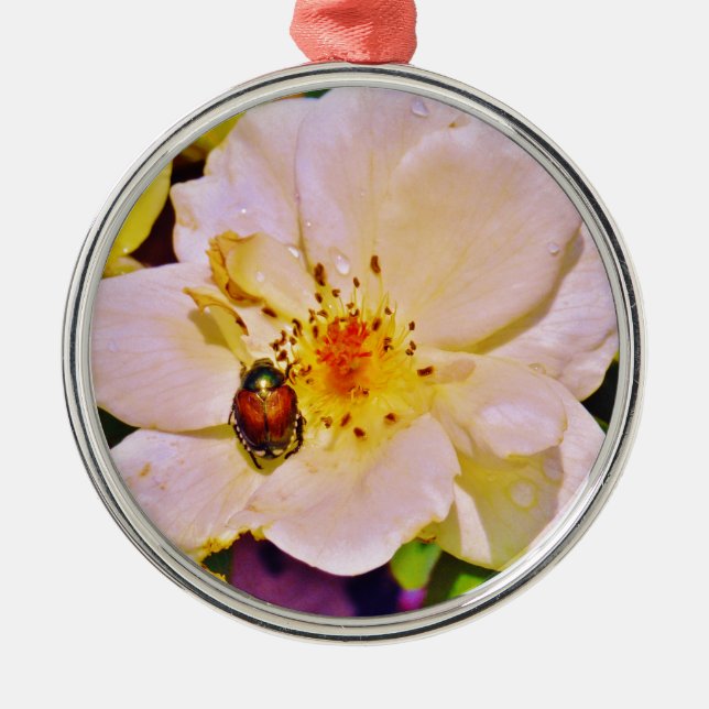 Japanese Beetle on White  Rose Metal Ornament (Front)