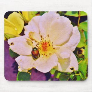 Japanese Beetle on White  Rose Mouse Pad