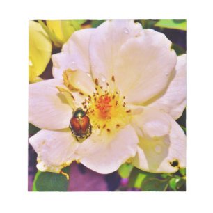 Japanese Beetle on White  Rose Notepad