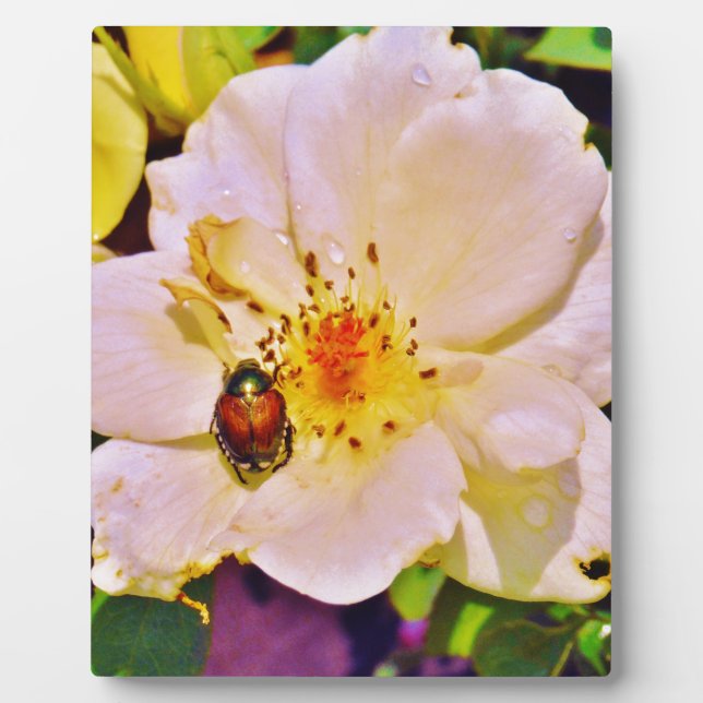 Japanese Beetle on White  Rose Plaque (Front)