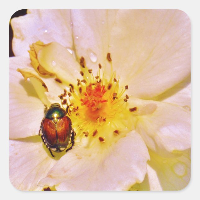 Japanese Beetle on White  Rose Square Sticker (Front)