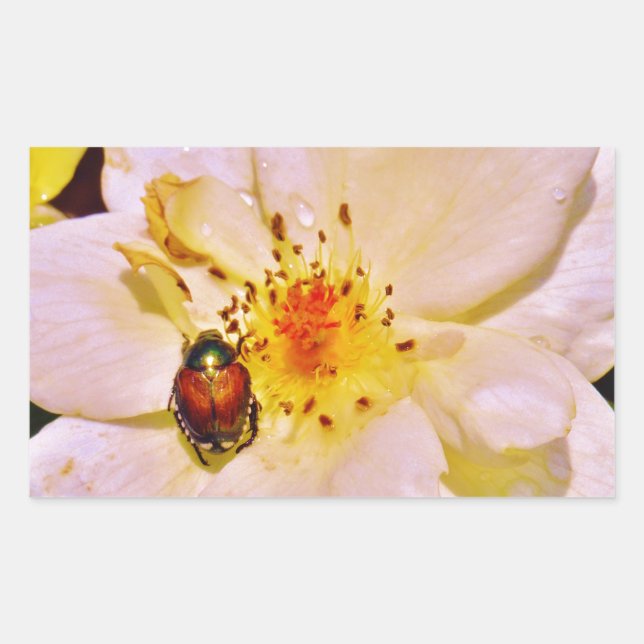 Japanese Beetle on White  Rose Sticker (Front)