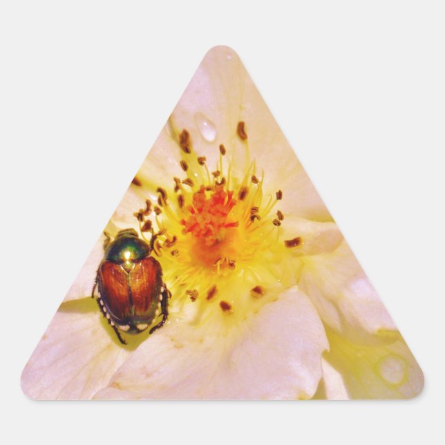 Japanese Beetle on White  Rose Triangle Sticker (Front)
