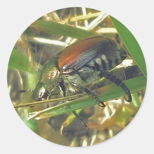 Japanese Beetle Stickers (Front)