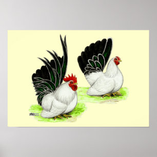 Japanese Black White Bantams Poster