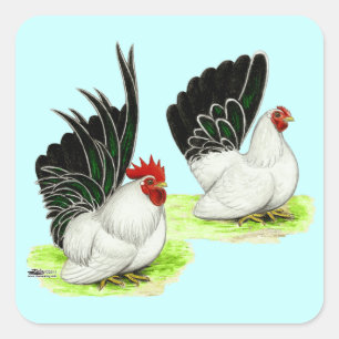 Japanese Black White Bantams Square Sticker