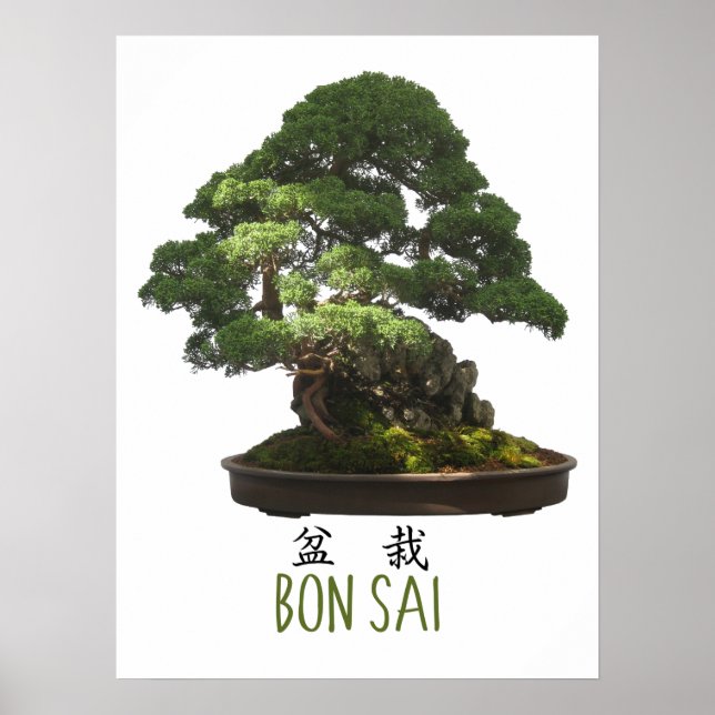 Japanese Bonsai Tree and Symbol Poster (Front)