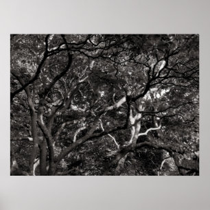 Japanese Branches III Poster