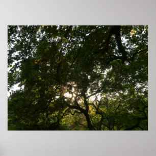 Japanese Branches IV Poster