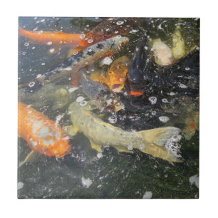 Japanese Carp Koi Fish Swimming   Tile