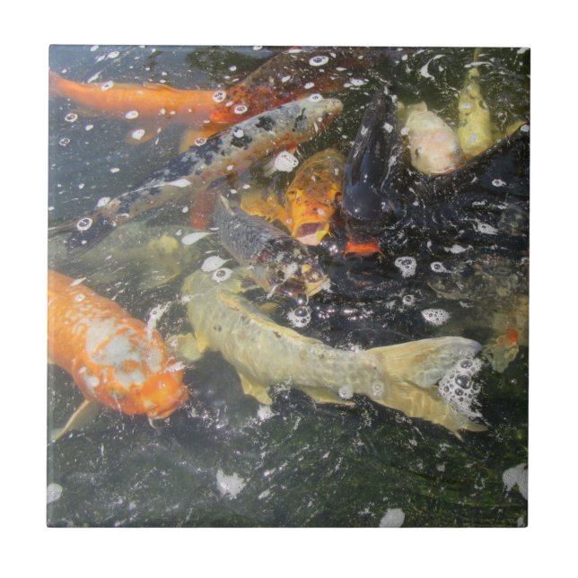 Japanese Carp Koi Fish Swimming   Tile (Front)