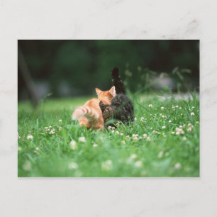 Japanese Cat 4 Postcard