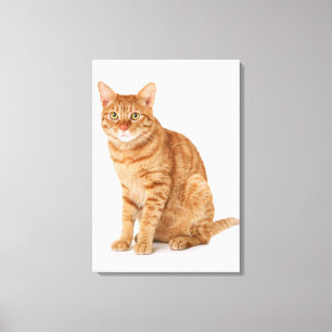 Japanese Cat 6 Canvas Print