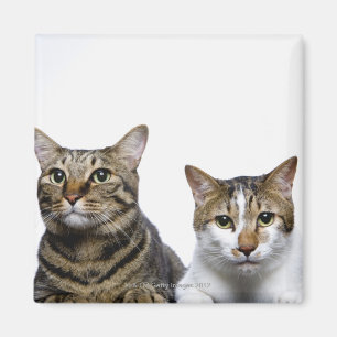 Japanese cat and Manx cat on white background Magnet