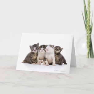 Japanese cat card