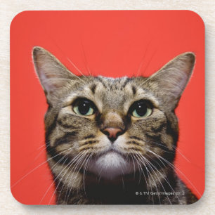 Japanese cat looking up coaster