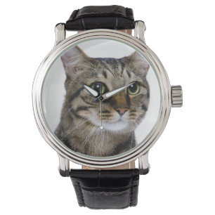 Japanese cat on white background watch