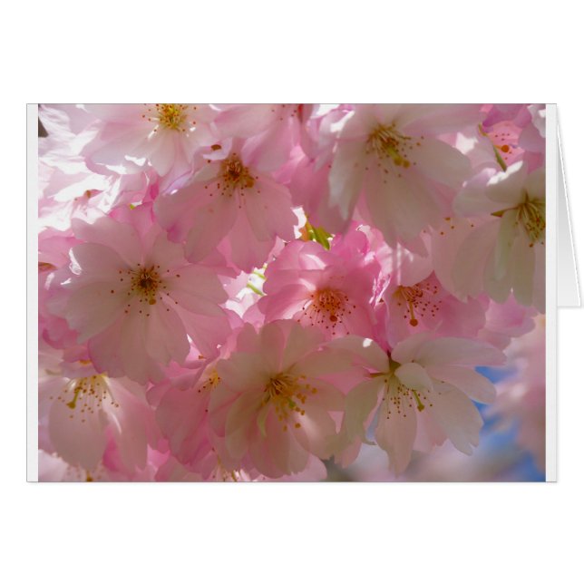 Japanese Cherry Blossom (Front Horizontal)